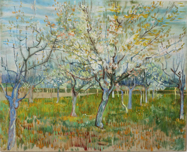 Винсент Ван Гог "Сад с цветущими абрикосами"